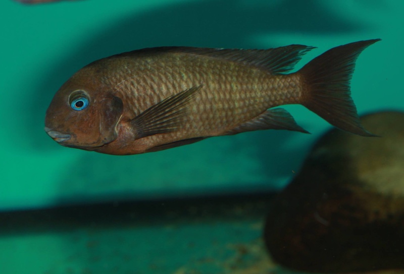 Tropheus polli 'Mabilibili Bay'